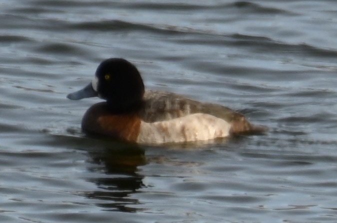 Greater Scaup - ML613765339