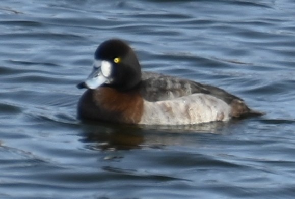 Greater Scaup - ML613765340