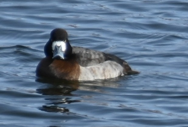 Greater Scaup - ML613765341