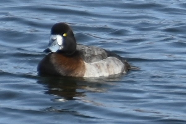 Greater Scaup - ML613765342