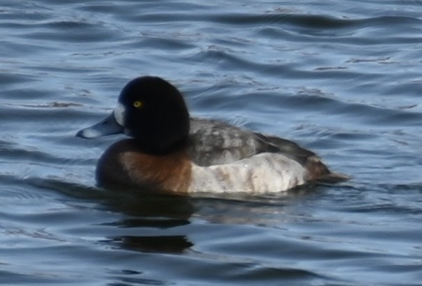 Greater Scaup - ML613765343