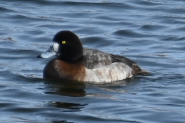 Greater Scaup - ML613765344
