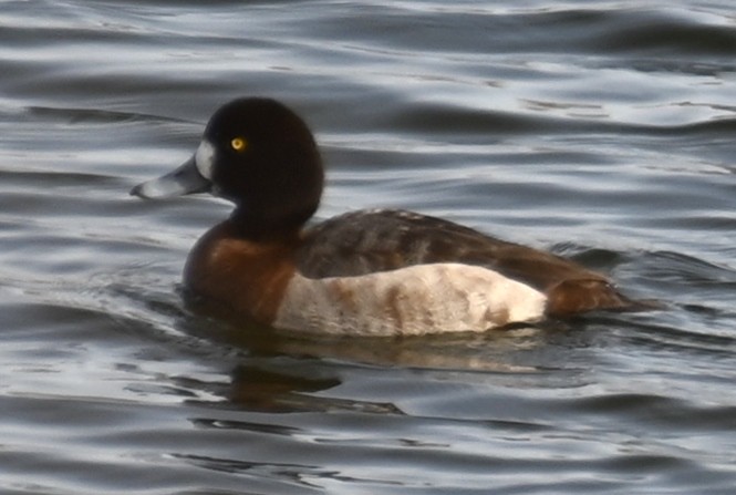 Greater Scaup - ML613765345