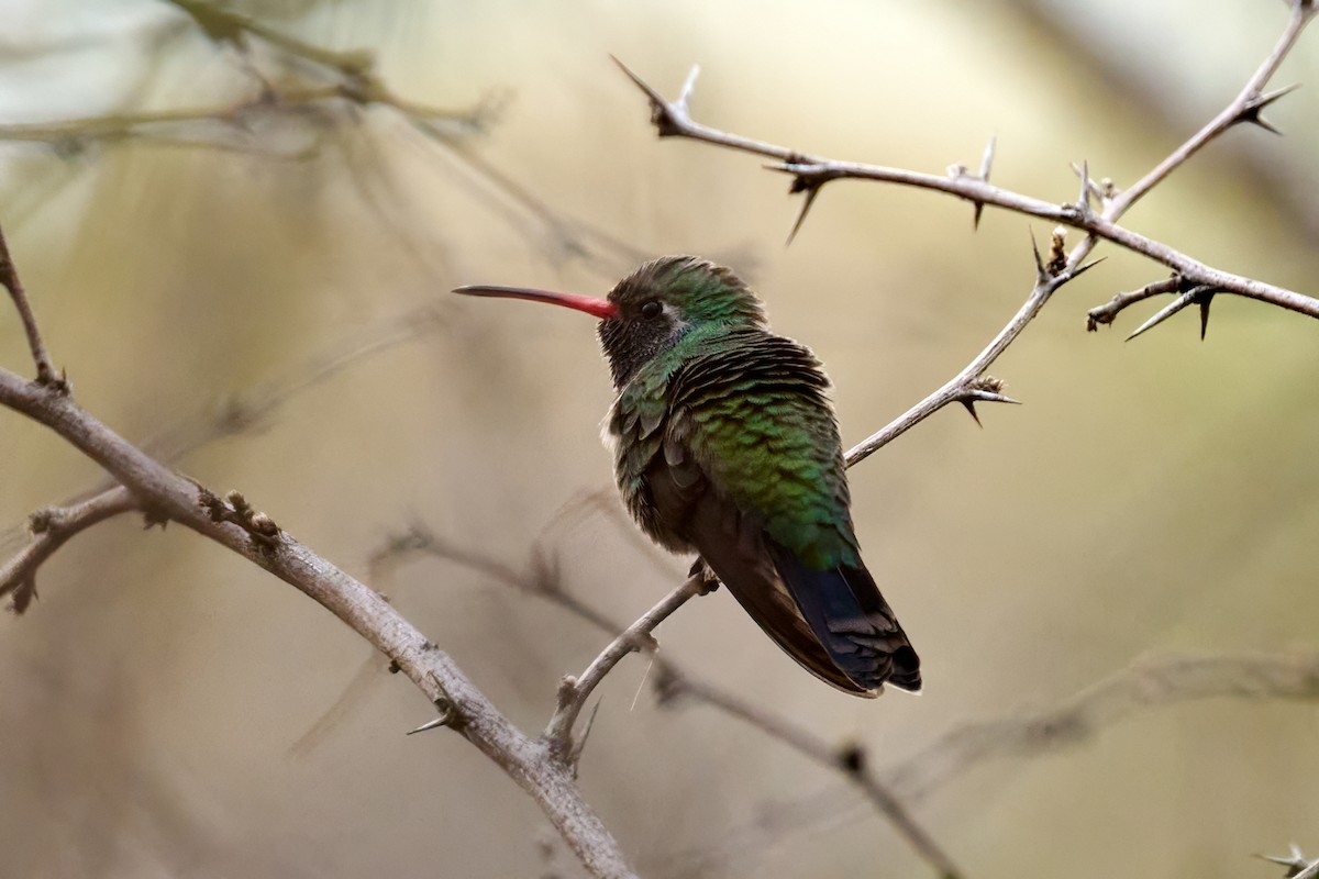Broad-billed Hummingbird - ML613765628