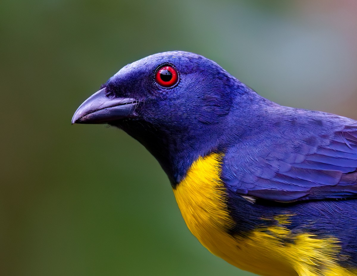 Blue-and-gold Tanager - ML613765883