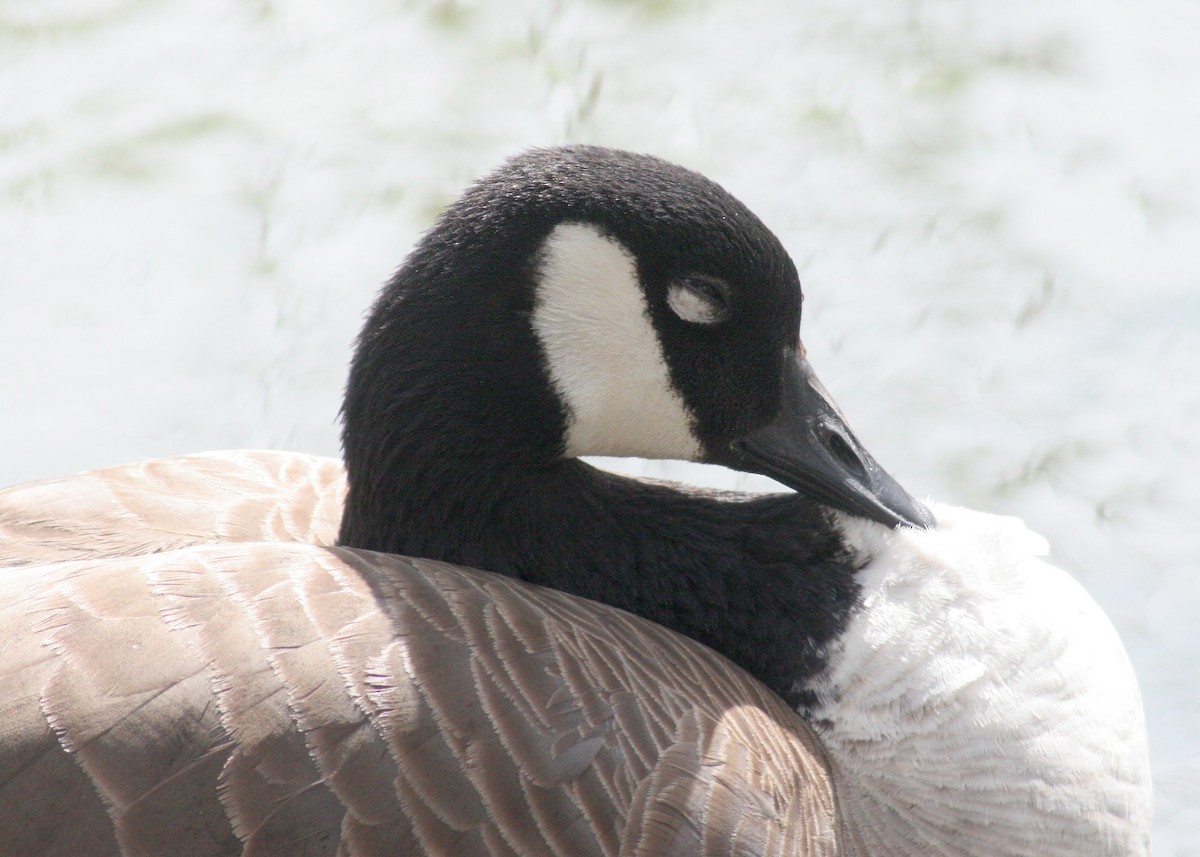 Canada Goose - Lothair Pendleton
