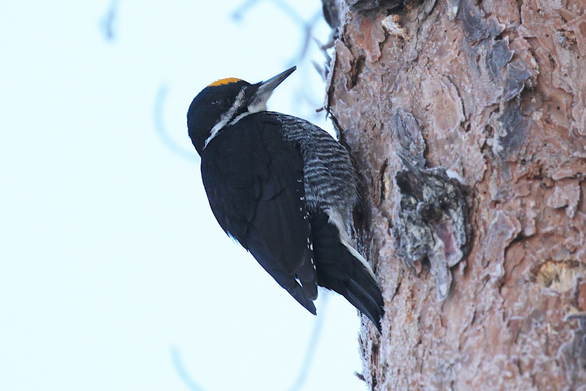 Black-backed Woodpecker - ML613766273
