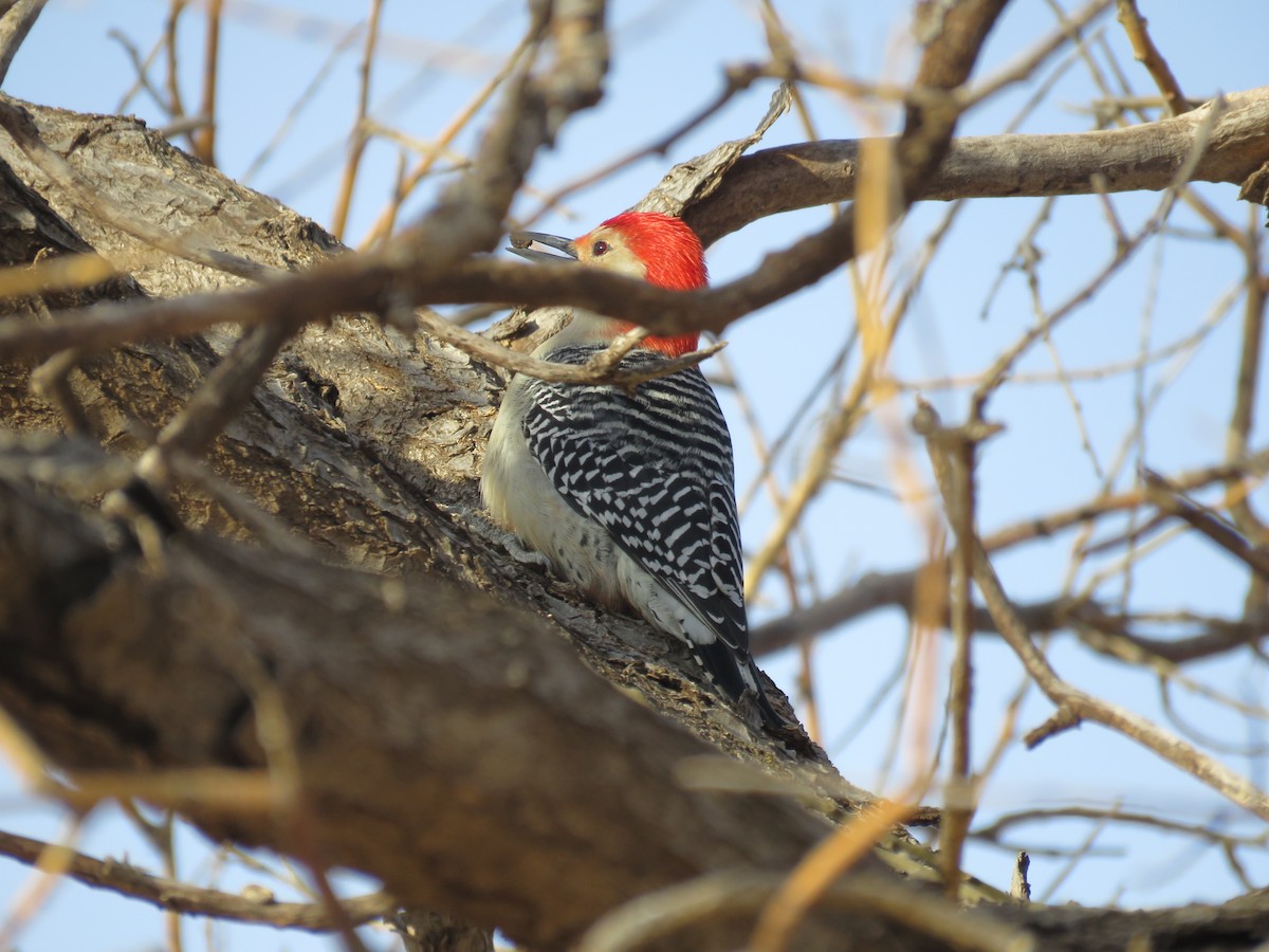 Red-bellied Woodpecker - Jim Crites