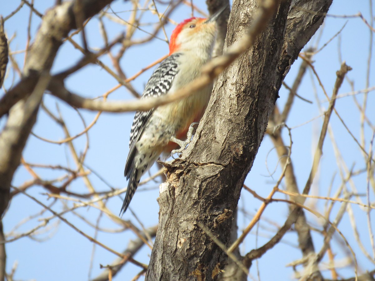 Red-bellied Woodpecker - ML613766643