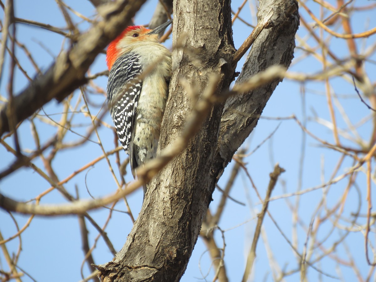Red-bellied Woodpecker - Jim Crites