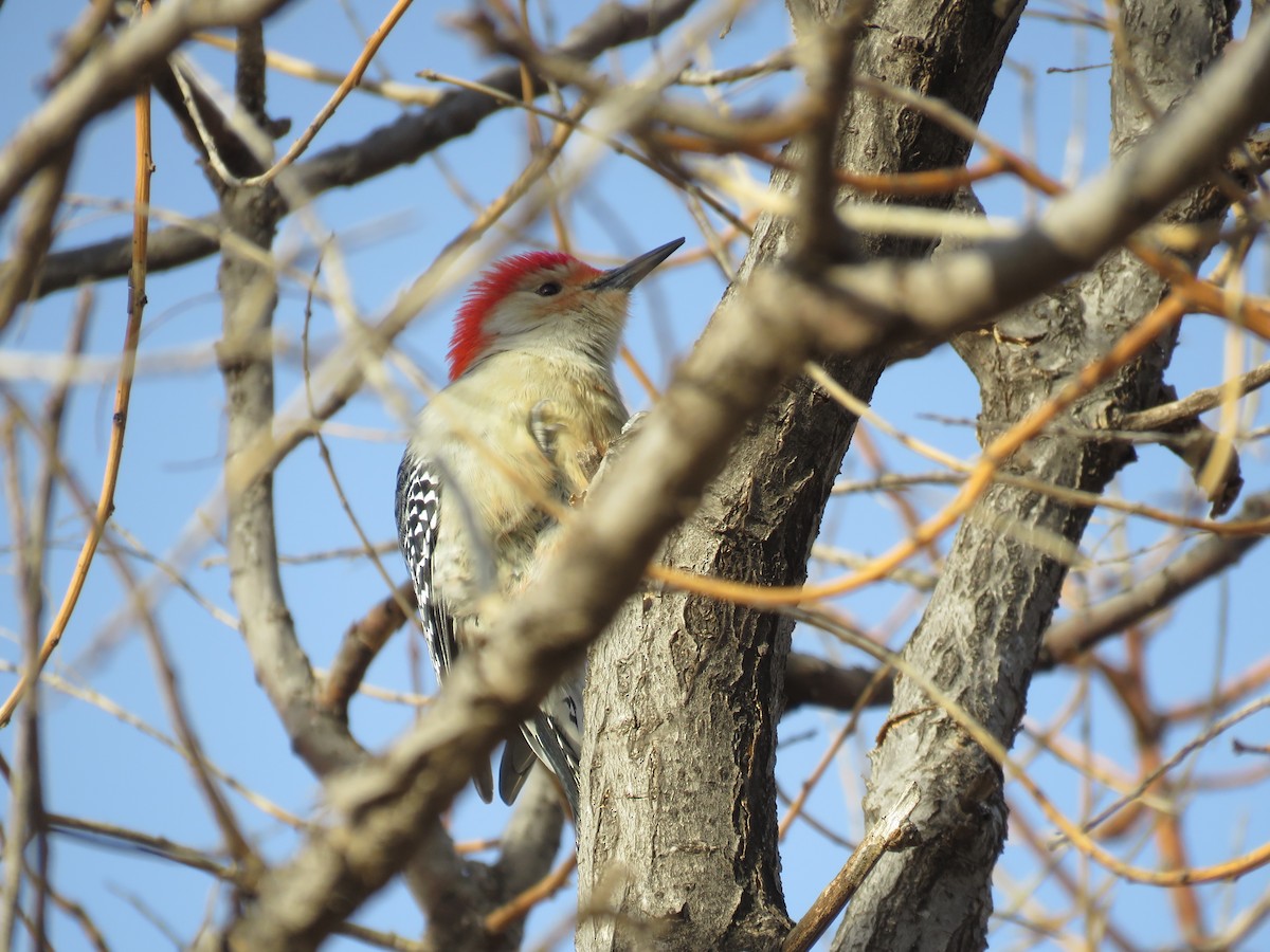 Red-bellied Woodpecker - ML613766645