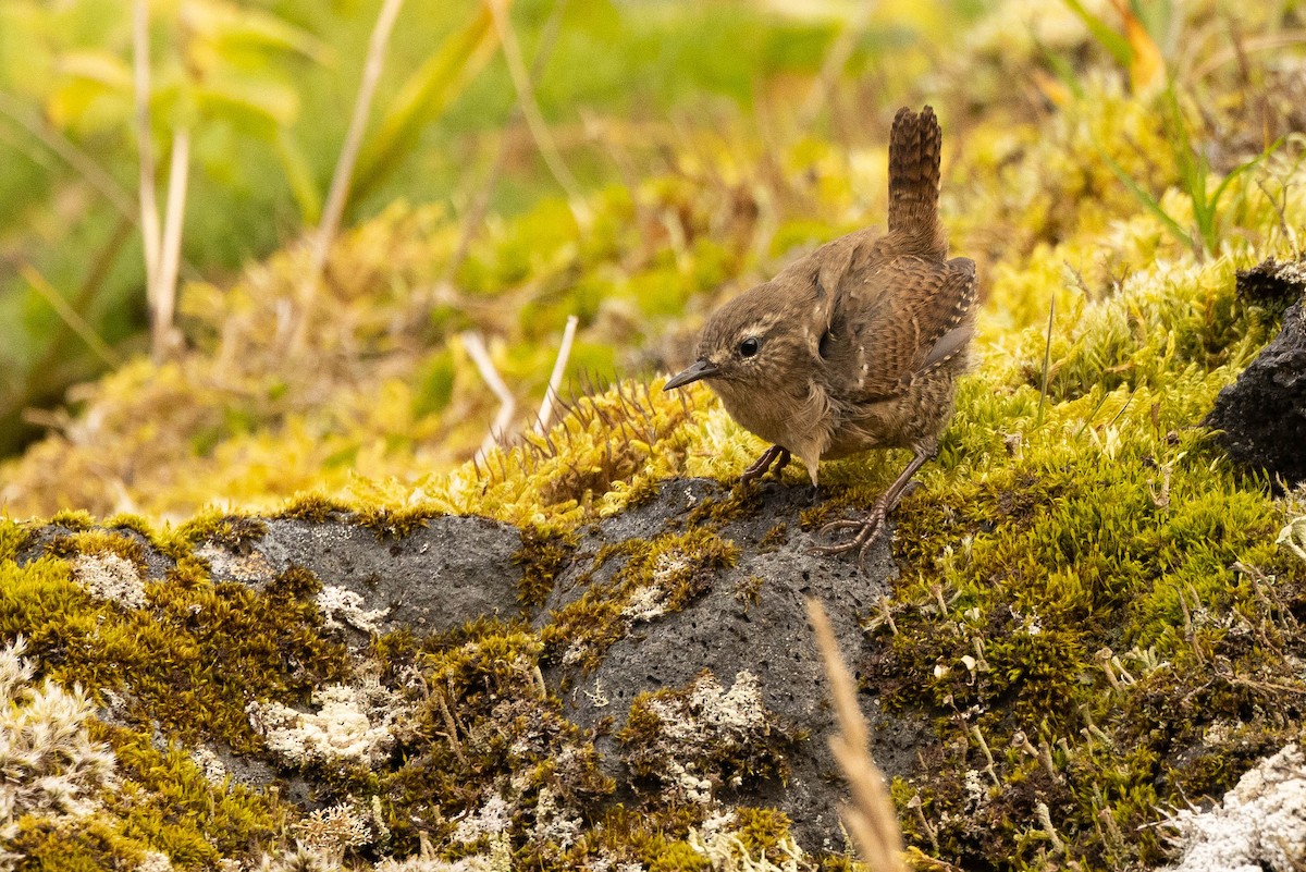 Pacific Wren (alascensis Group) - ML613766732