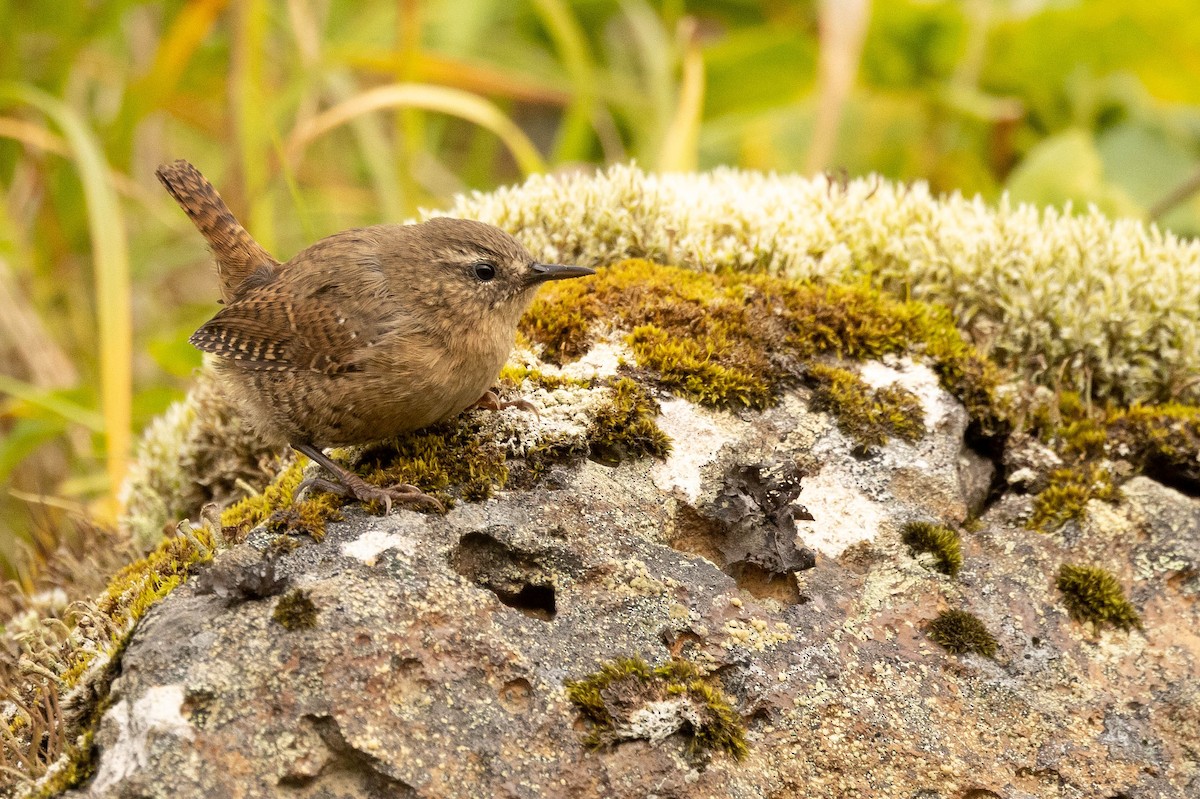 Pacific Wren (alascensis Group) - ML613766736
