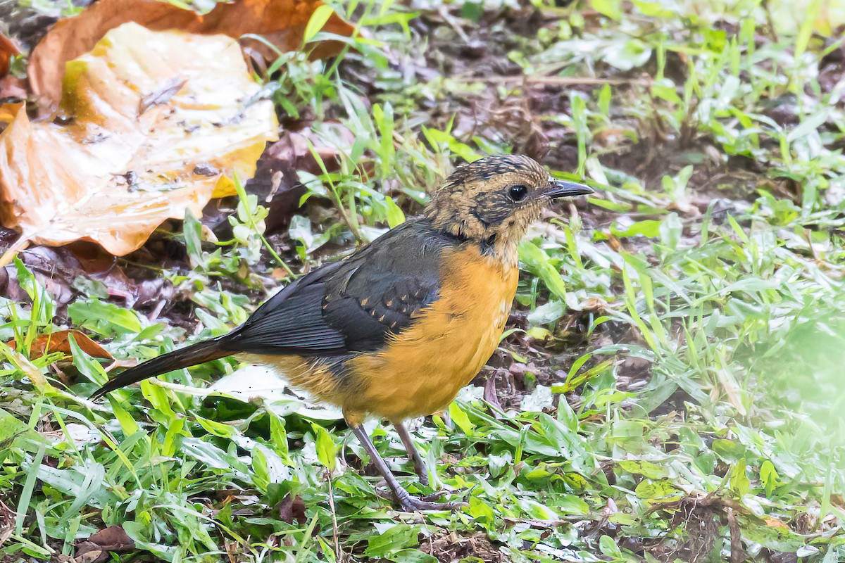Gray-winged Robin-Chat - ML613766912