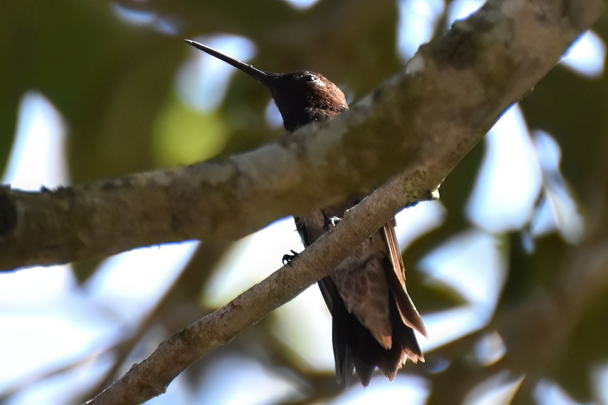 Black-chinned Hummingbird - ML613766929