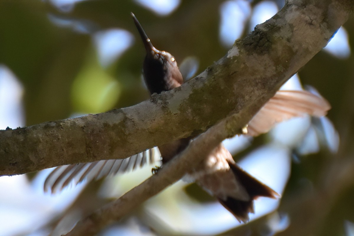 Black-chinned Hummingbird - ML613766931