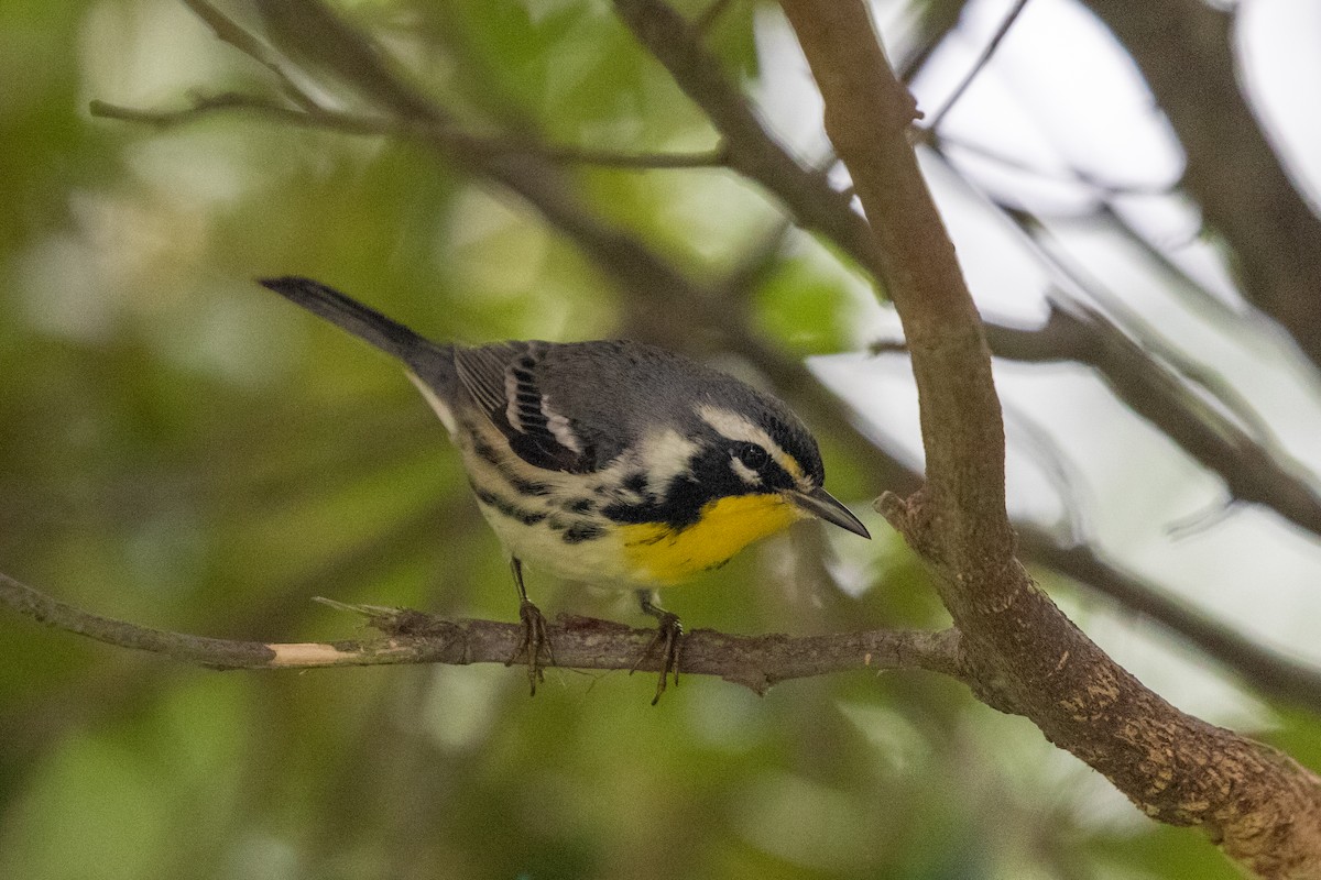 Yellow-throated Warbler (dominica/stoddardi) - ML613767130