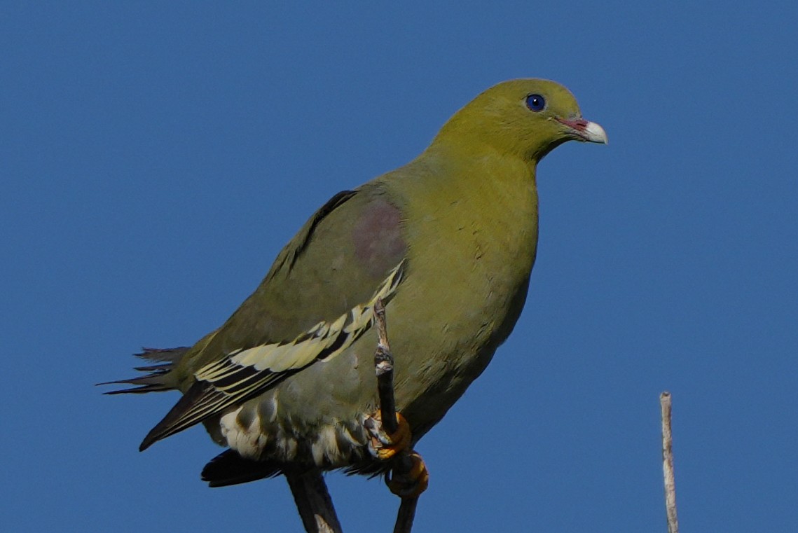 Madagascar Green-Pigeon - ML613767140