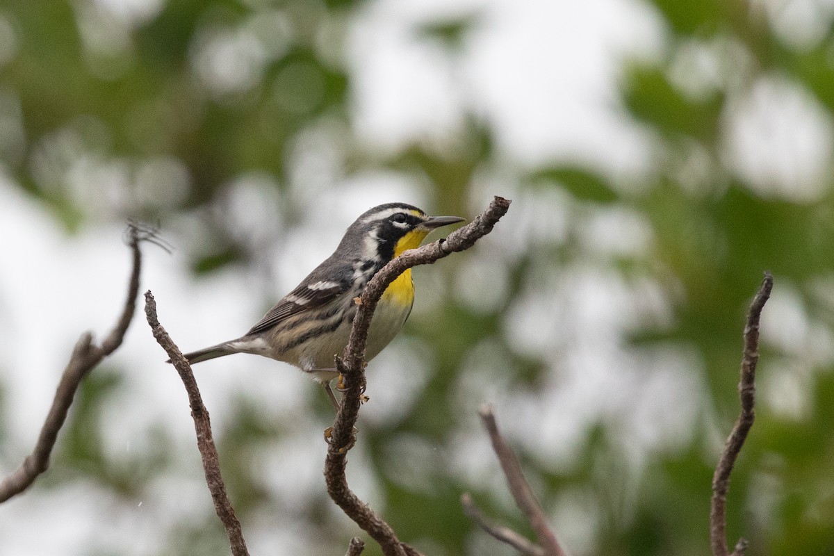 Yellow-throated Warbler (dominica/stoddardi) - Caleb Strand