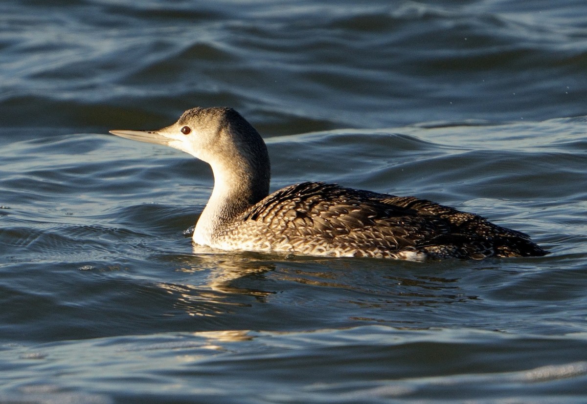 Red-throated Loon - ML613767377