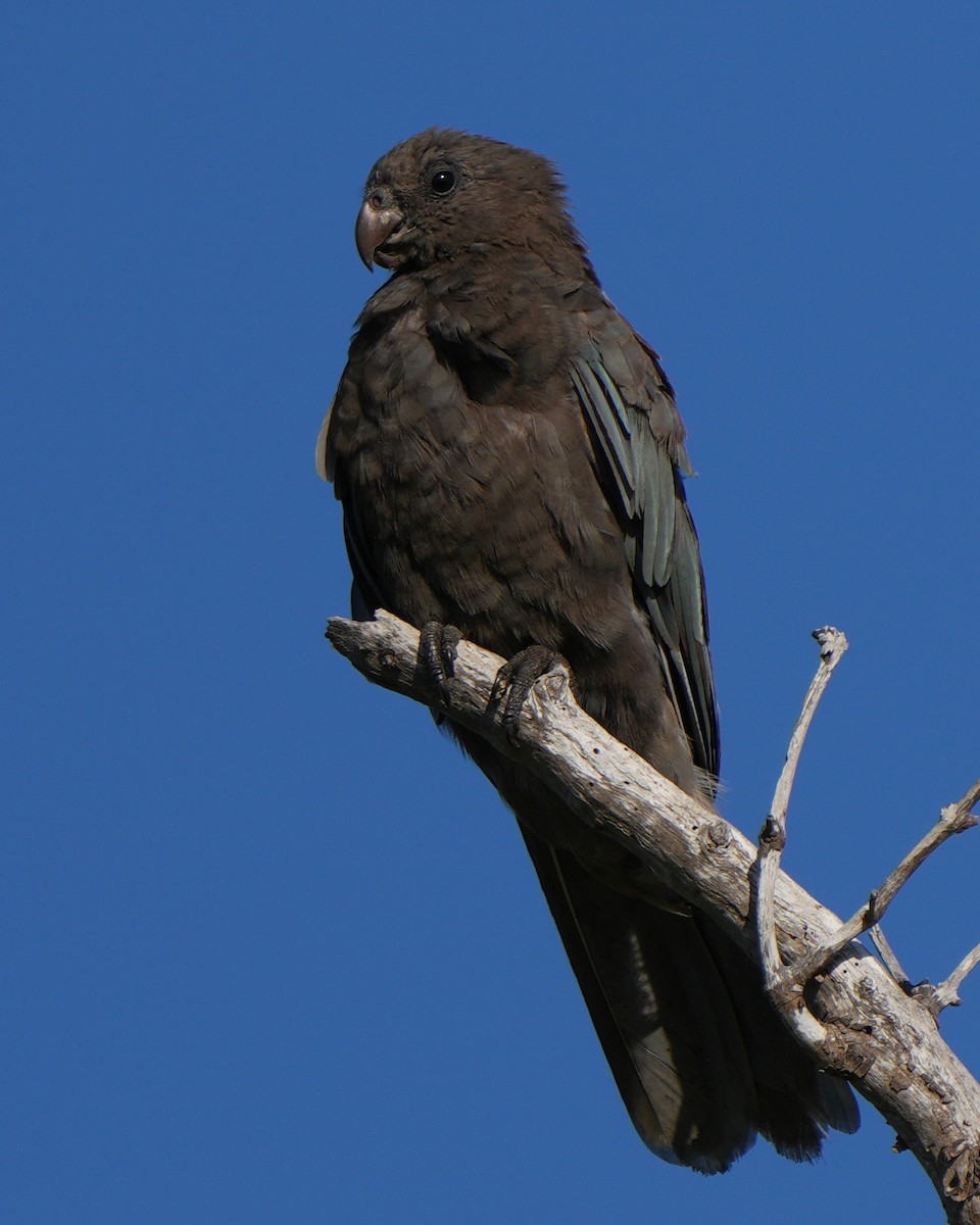 Küçük Kara Papağan - ML613767597