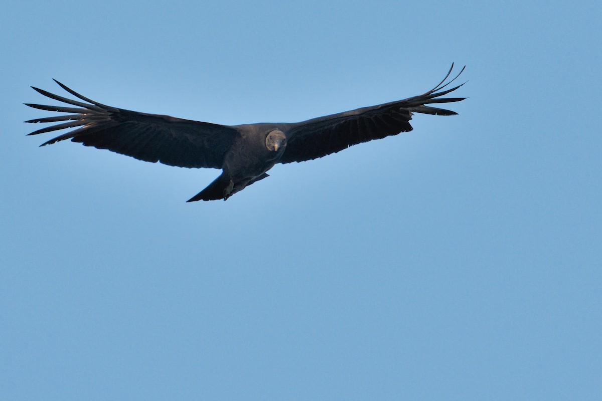 Black Vulture - ML613767655