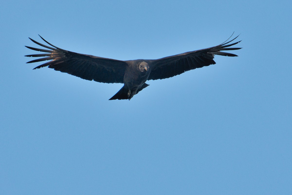 Black Vulture - ML613767656