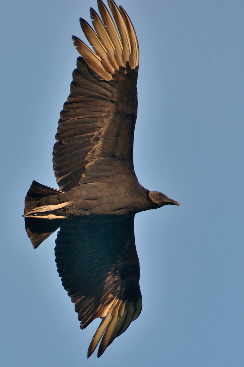 Black Vulture - ML613767657