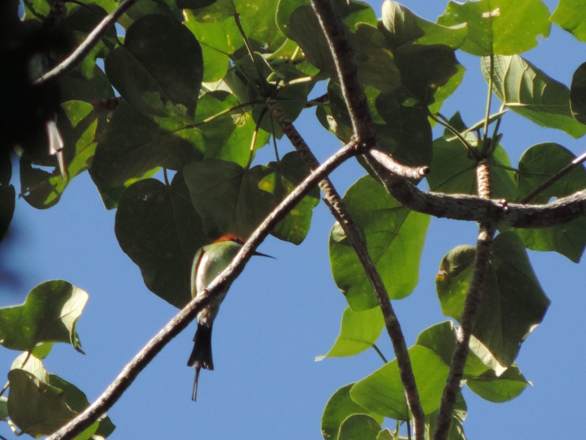 Rufous-crowned Bee-eater - ML613767775