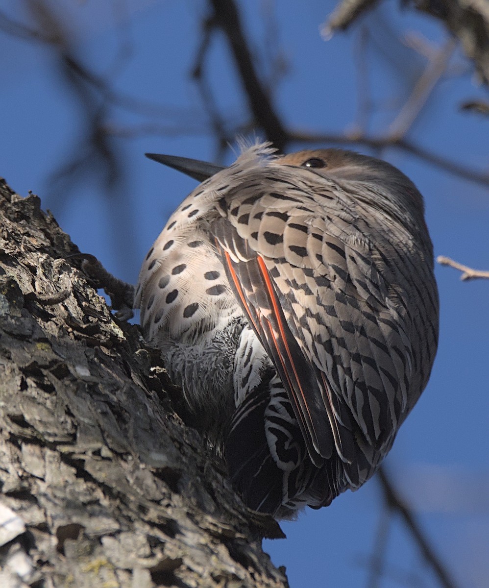 Northern Flicker (Red-shafted) - ML613768476