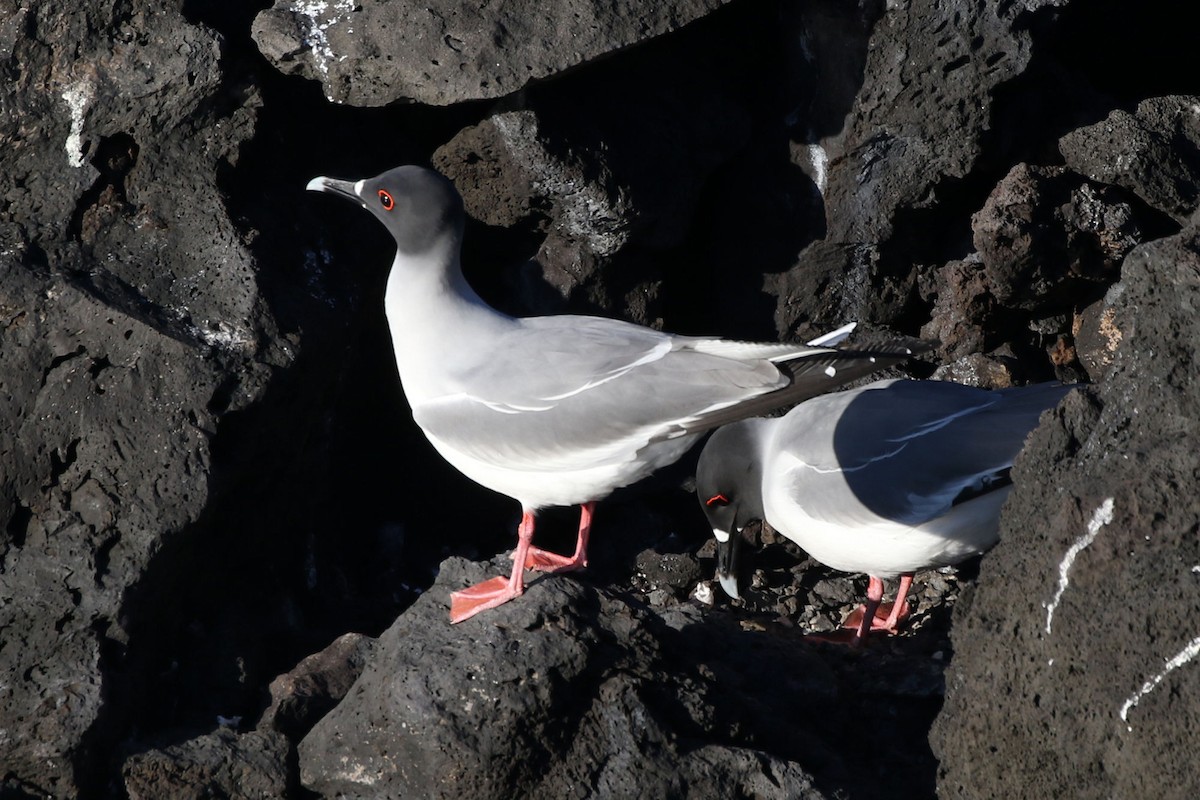 Swallow-tailed Gull - ML613768524
