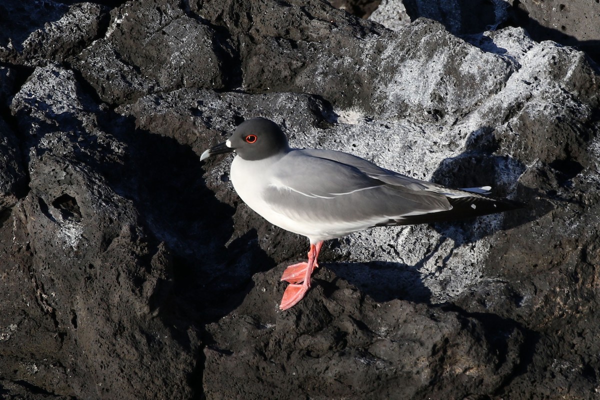 Swallow-tailed Gull - ML613768526