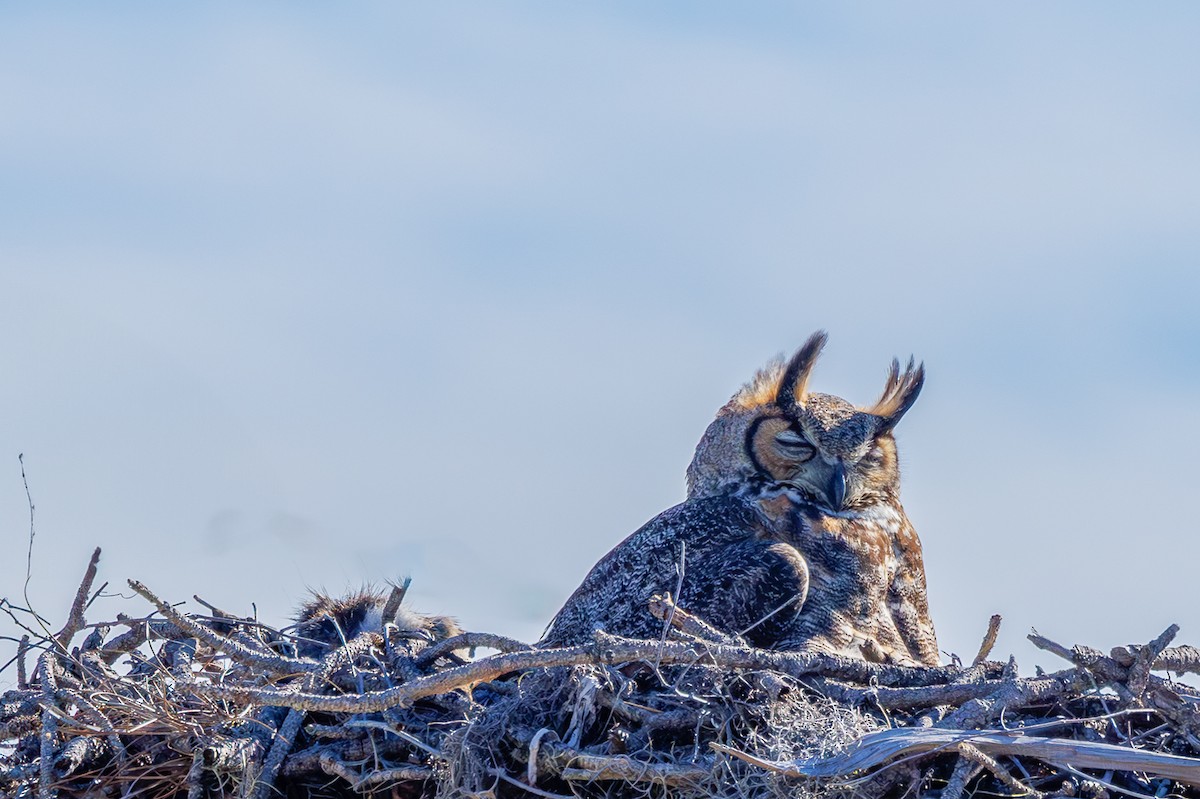 Great Horned Owl - Rick Davis