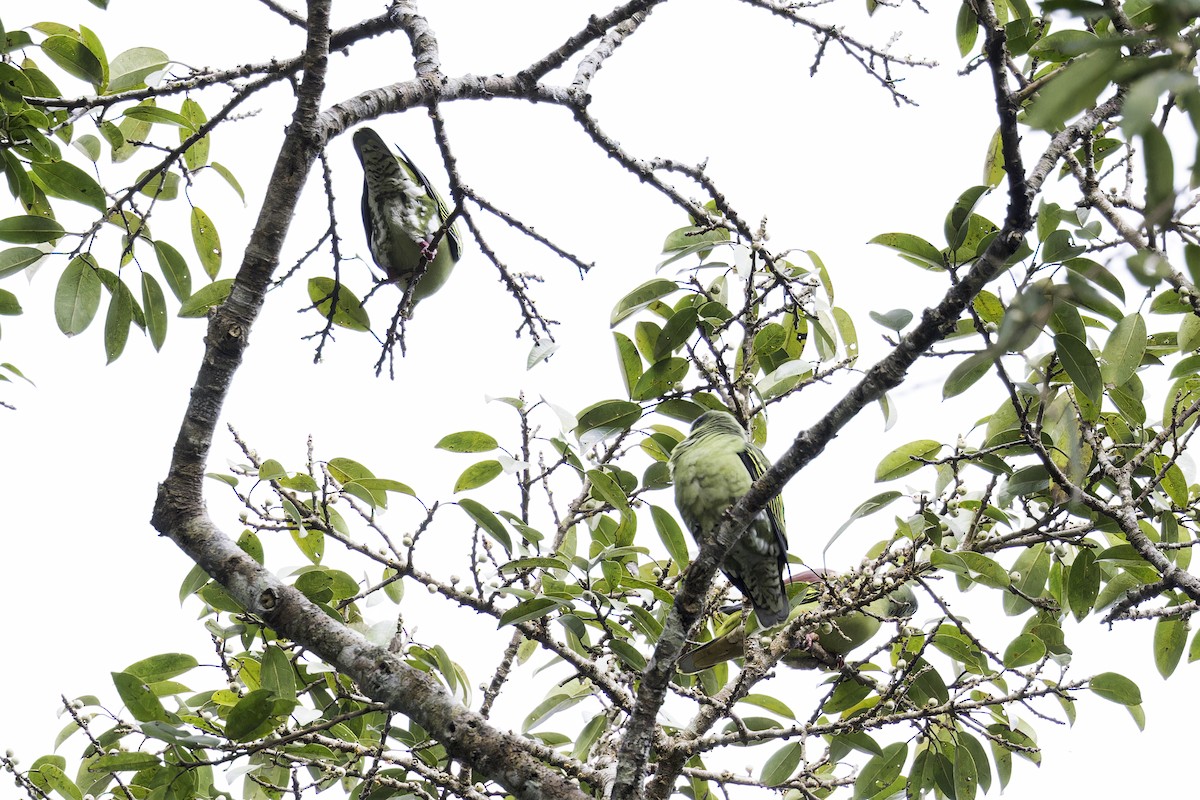 Thick-billed Green-Pigeon (Thick-billed) - ML613768587