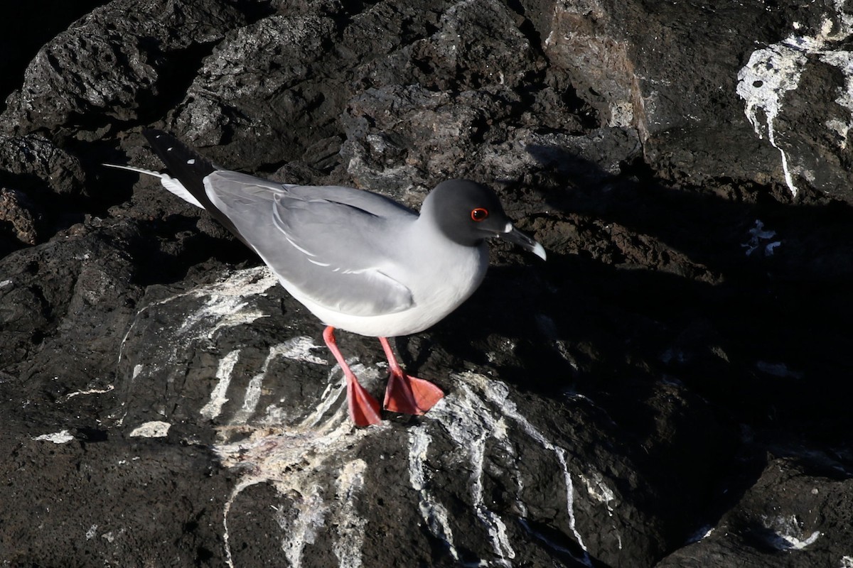 Swallow-tailed Gull - ML613768673