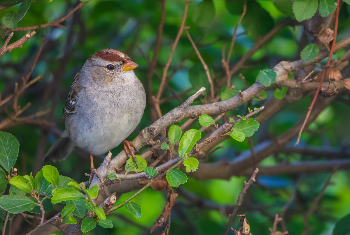 White-crowned Sparrow - ML613768814