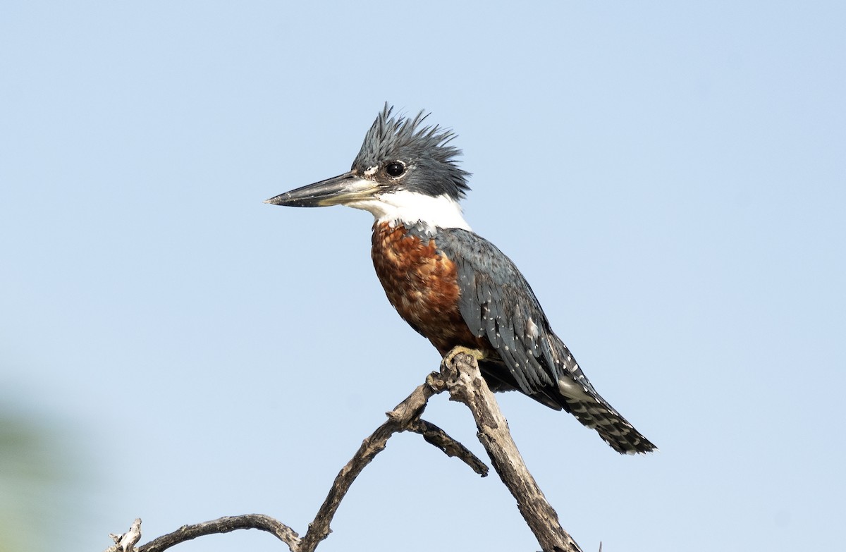 Ringed Kingfisher (Northern) - Eduardo Vieira 17