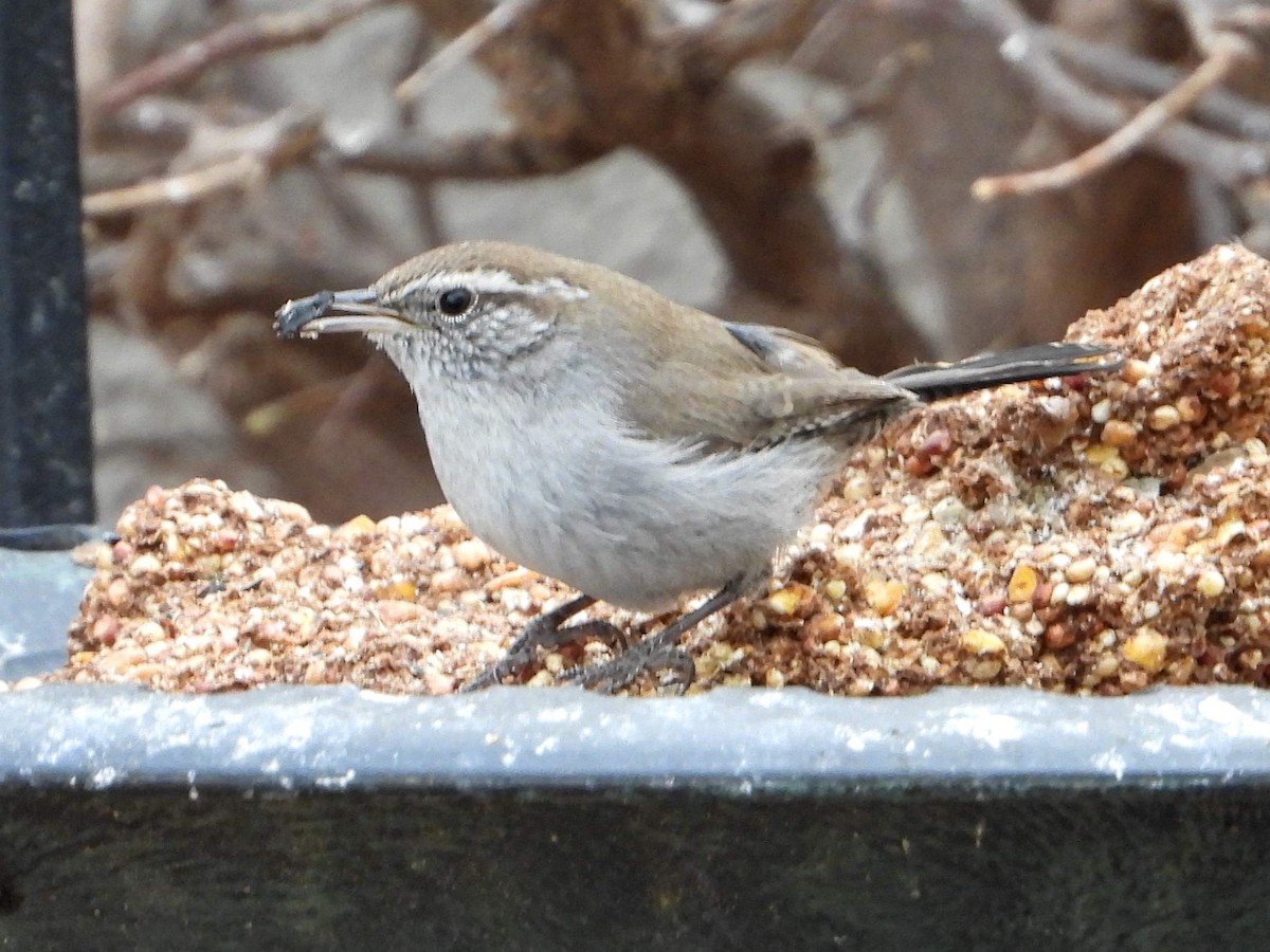 eBird Checklist - 20 Jan 2024 - Daj House - 26 species
