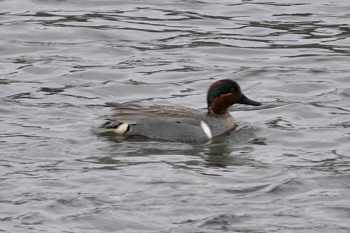 Green-winged Teal - ML613769684