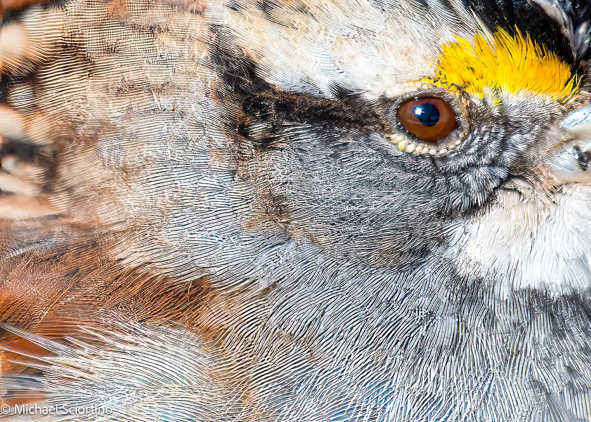 White-throated Sparrow - ML613769912