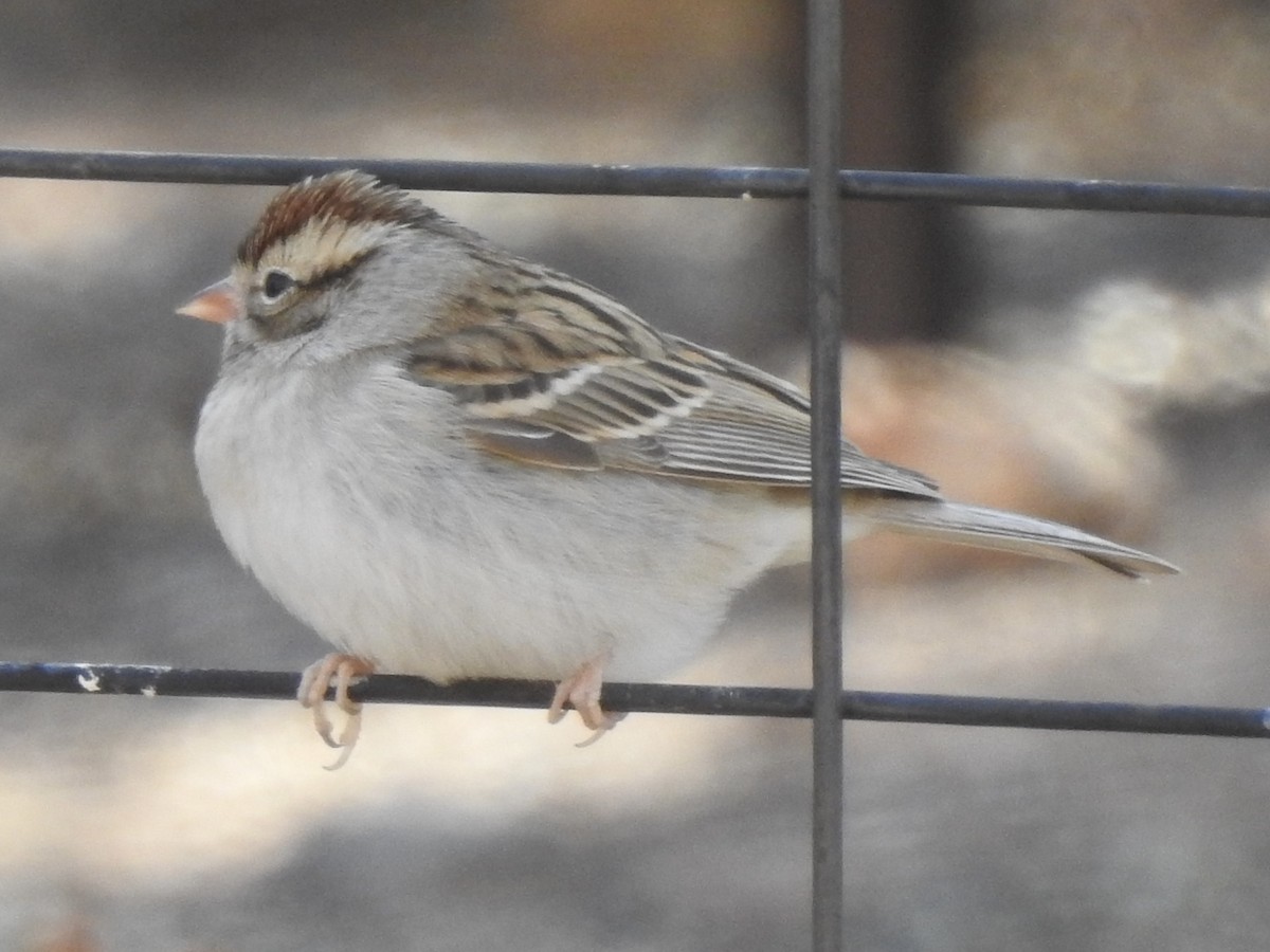 Chipping Sparrow - ML613770270