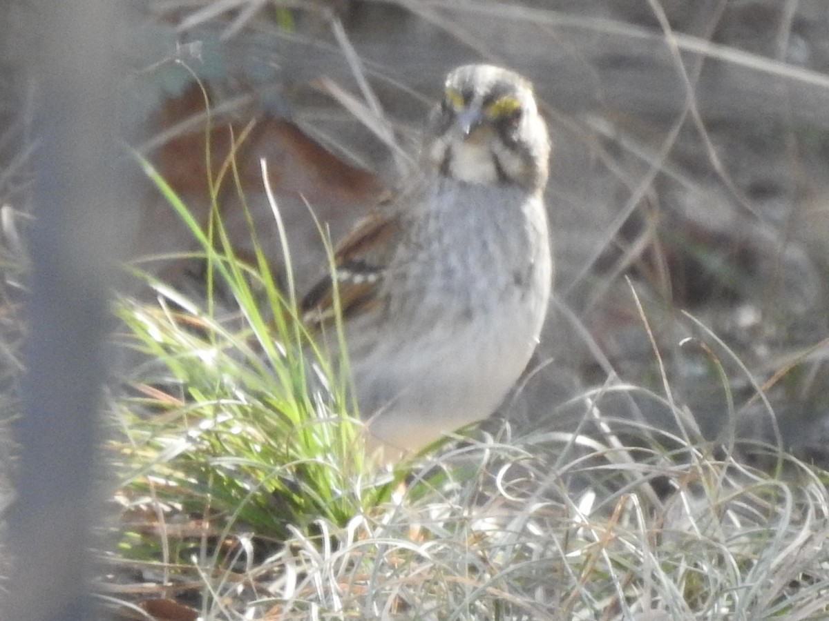 White-throated Sparrow - ML613770316