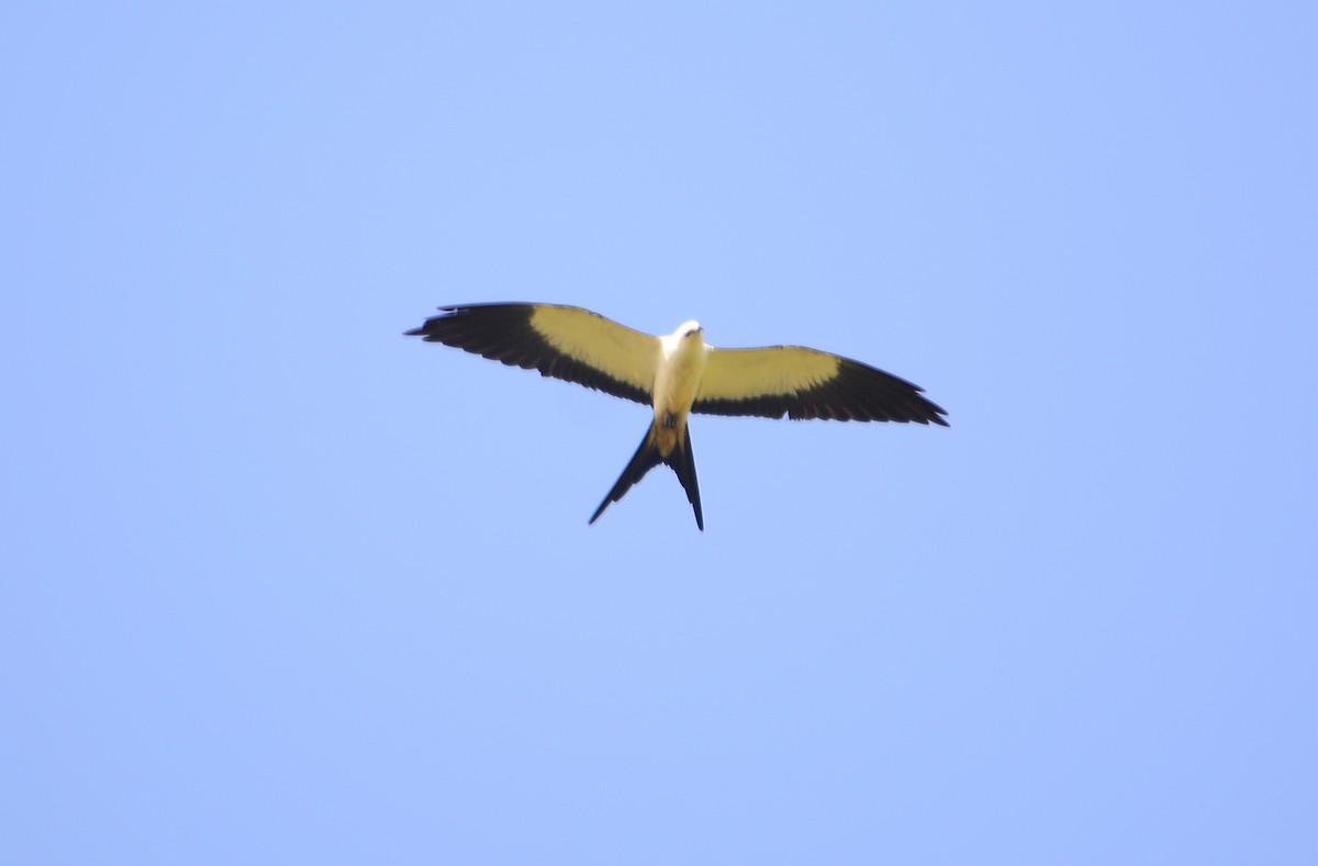 Swallow-tailed Kite - ML613770843
