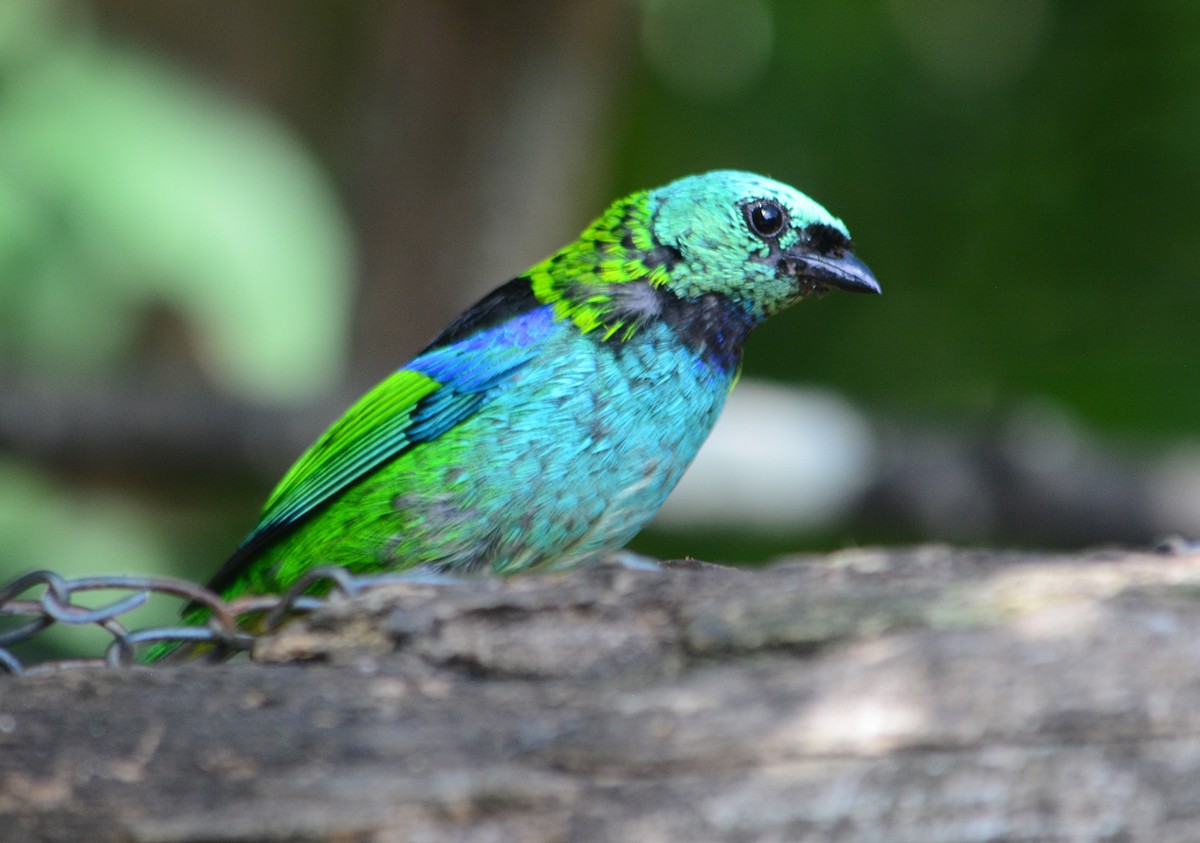 Green-headed Tanager - ML613770872