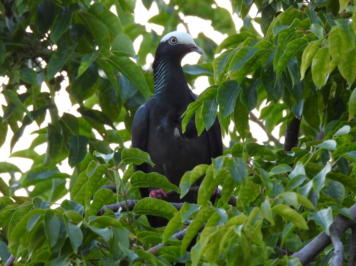 White-crowned Pigeon - Jenny Young