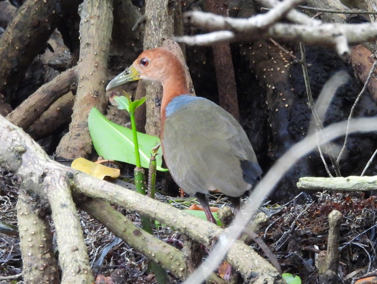Rufous-necked Wood-Rail - Jenny Young