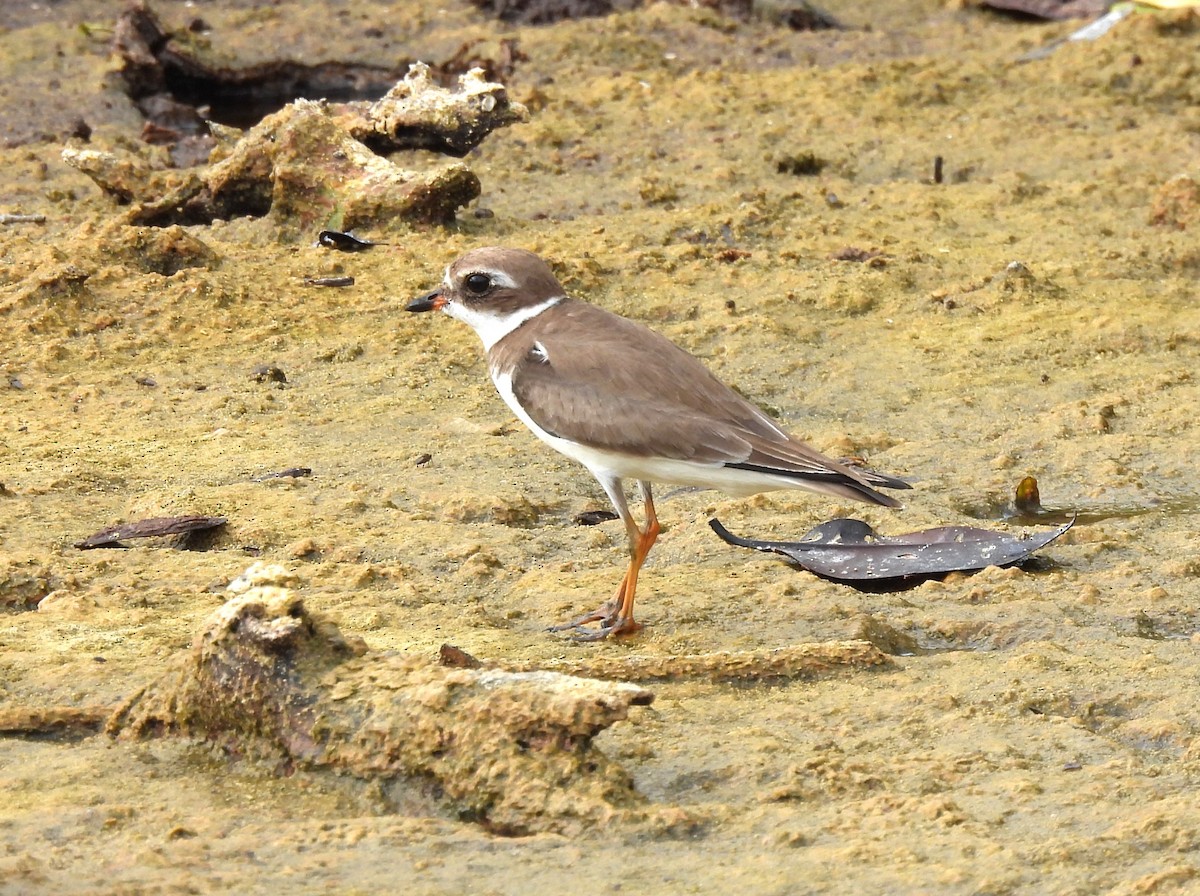 Semipalmated Plover - ML613770936