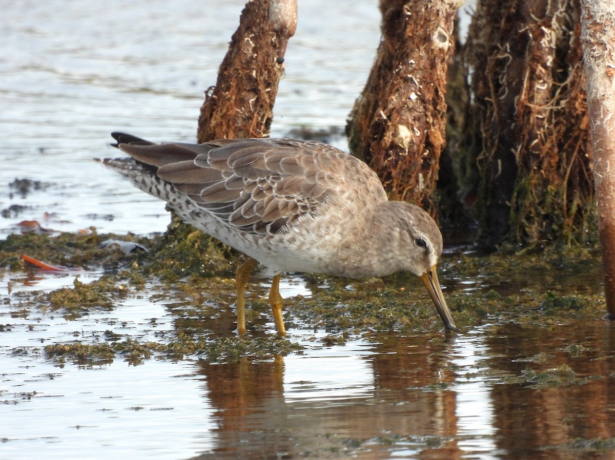 Short-billed Dowitcher - Jenny Young