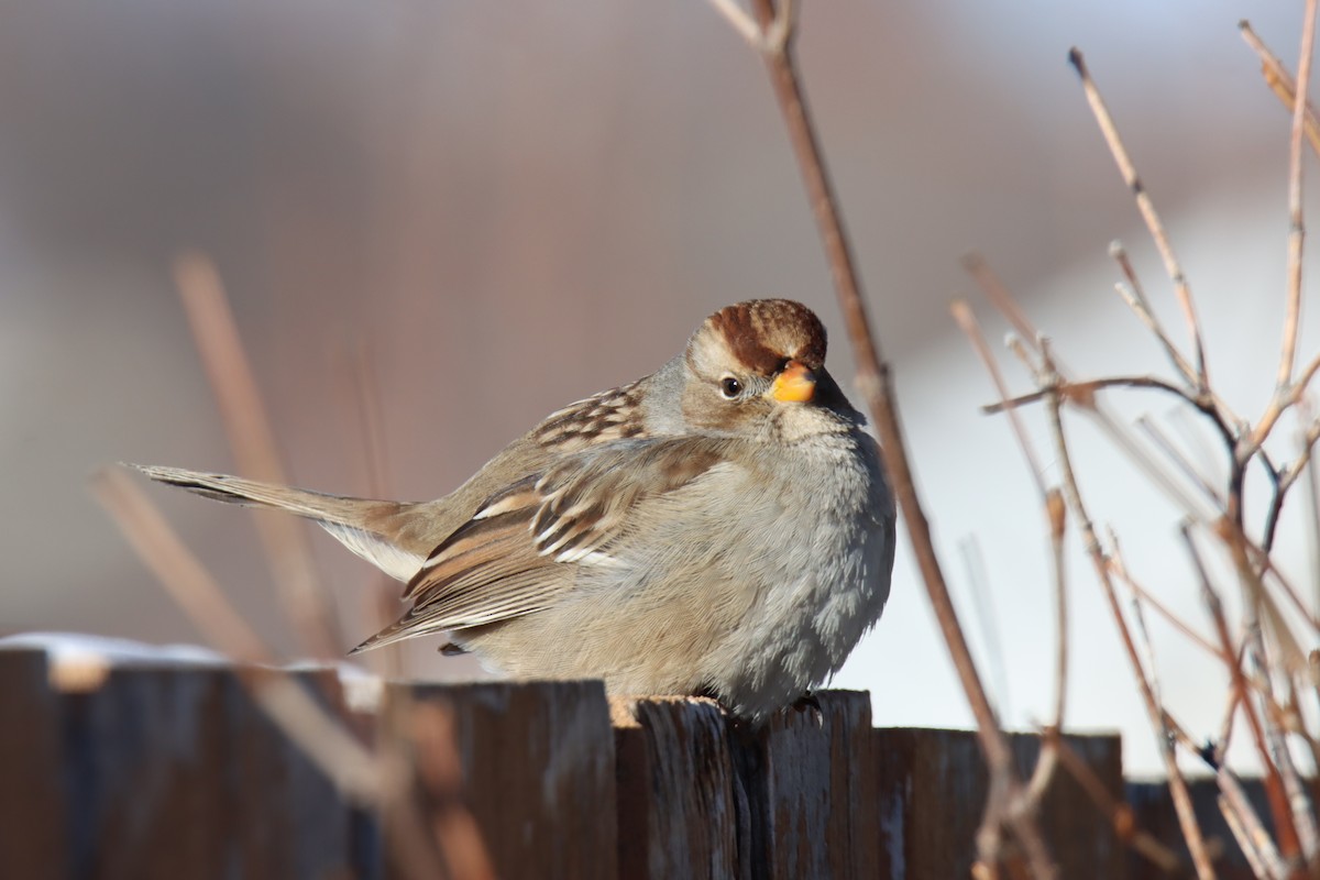 White-crowned Sparrow - ML613770979