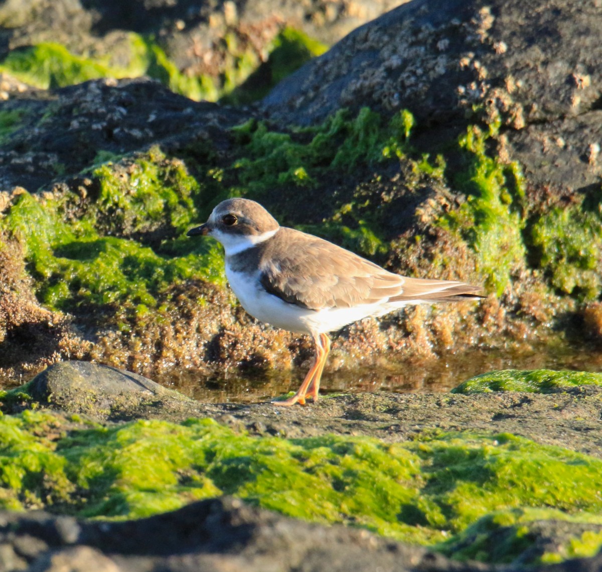 Semipalmated Plover - ML613771268